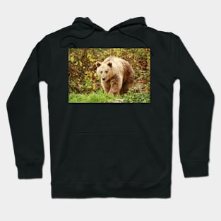 Grizzly Hoodie